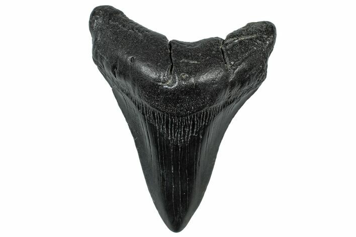 Fossil Megalodon Tooth - South Carolina #299424